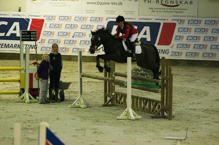 Hollandsk Sportspony R.I.P Black Lady  <3 billede 13