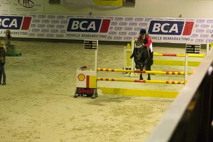 Hollandsk Sportspony R.I.P Black Lady  <3 billede 14