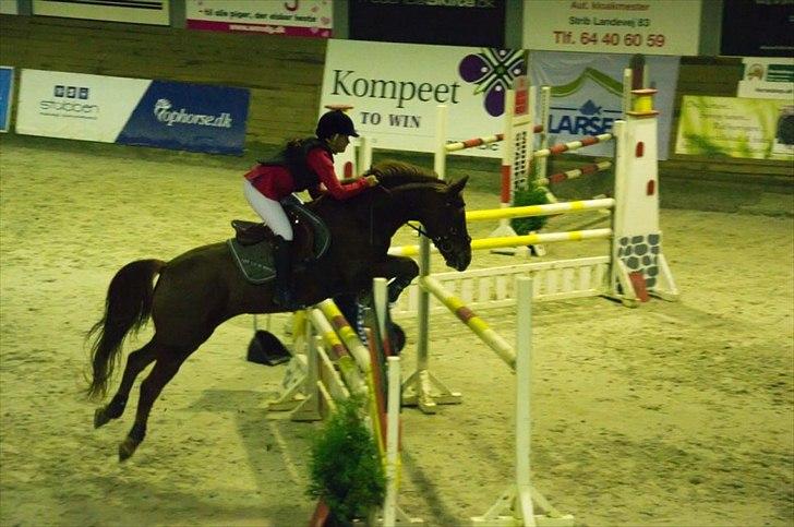 Tysk Sportspony Vario Van De Mispelaere<3 *B-pony* billede 15