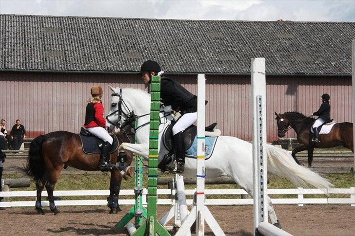 Anden særlig race Savannah - Udv. Klubstævne på Ladelund rideklub 2011. *Foto: Berit Krintel.  billede 12