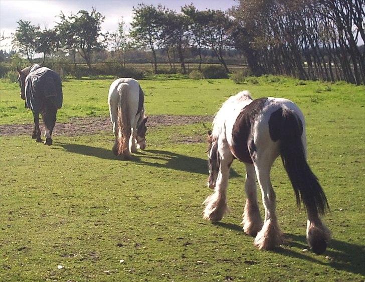 Tinker Sally - 8/10-2011 billede 12