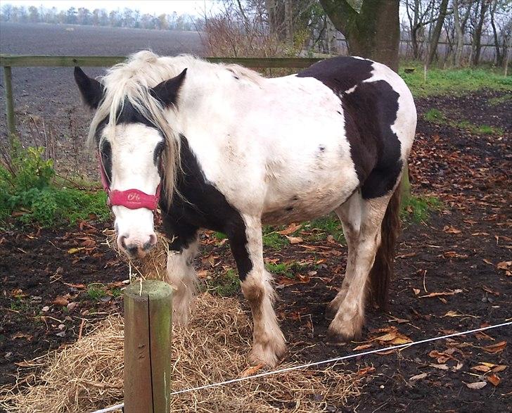 Tinker Sally - 31/10-2011 billede 13