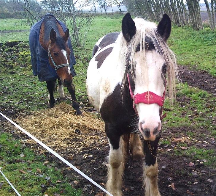 Tinker Sally - 31/10-2011 billede 5