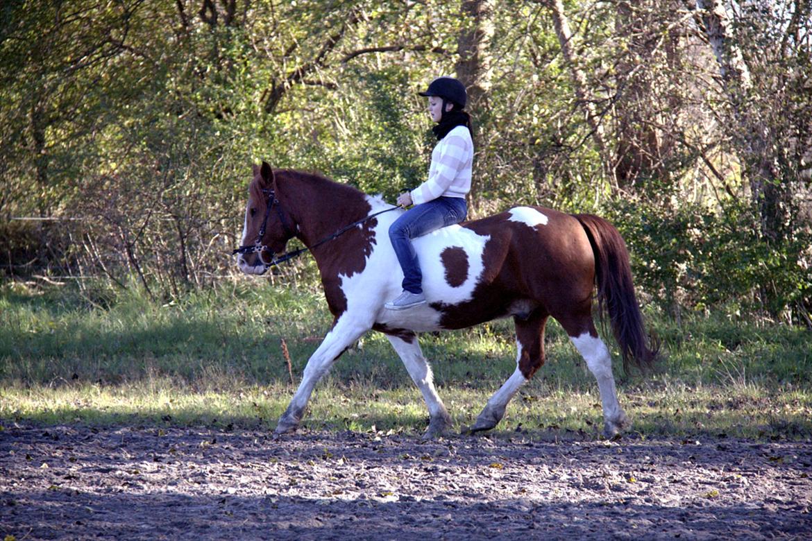 Pinto Martell <3 - Tidl. part. - | Fotograf: Charlotte Graversgaard | billede 5