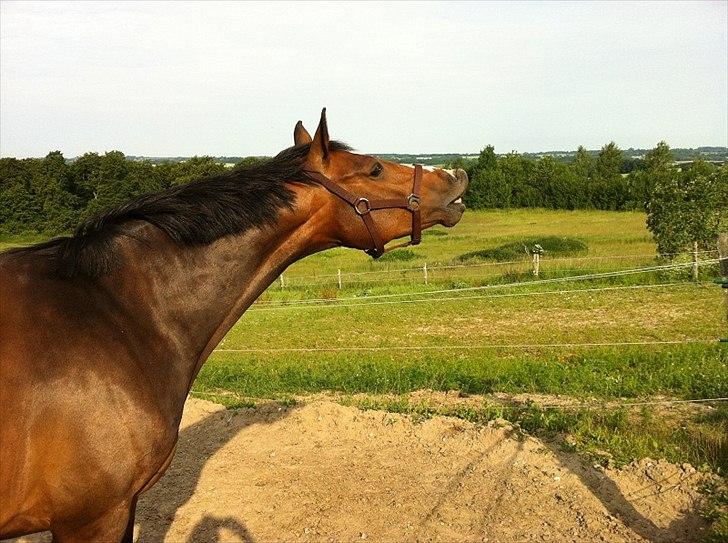 Dansk Varmblod Louciano  - Fjolle. <3 billede 15