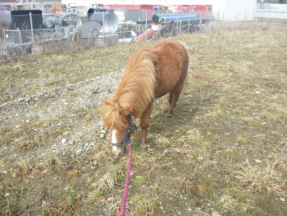 Miniature Wendeline Van Der Wilspedijk billede 2