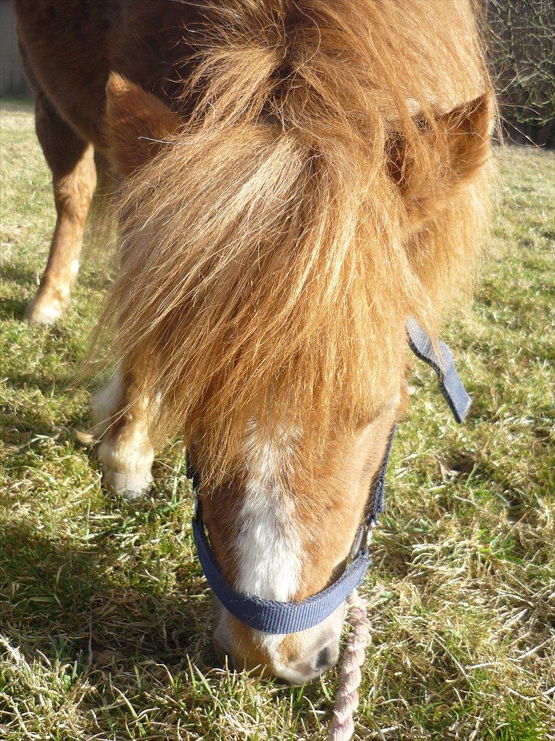 Miniature Wendeline Van Der Wilspedijk billede 3