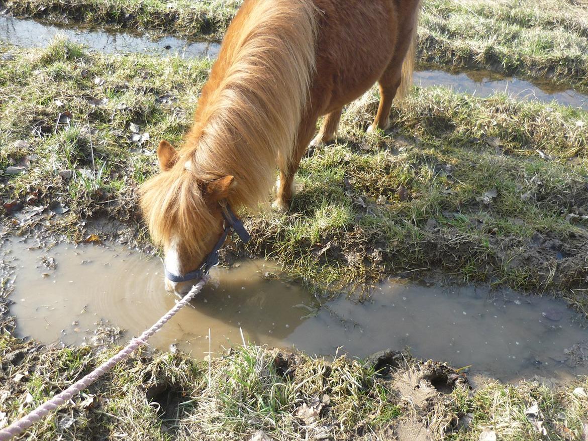 Miniature Wendeline Van Der Wilspedijk billede 4