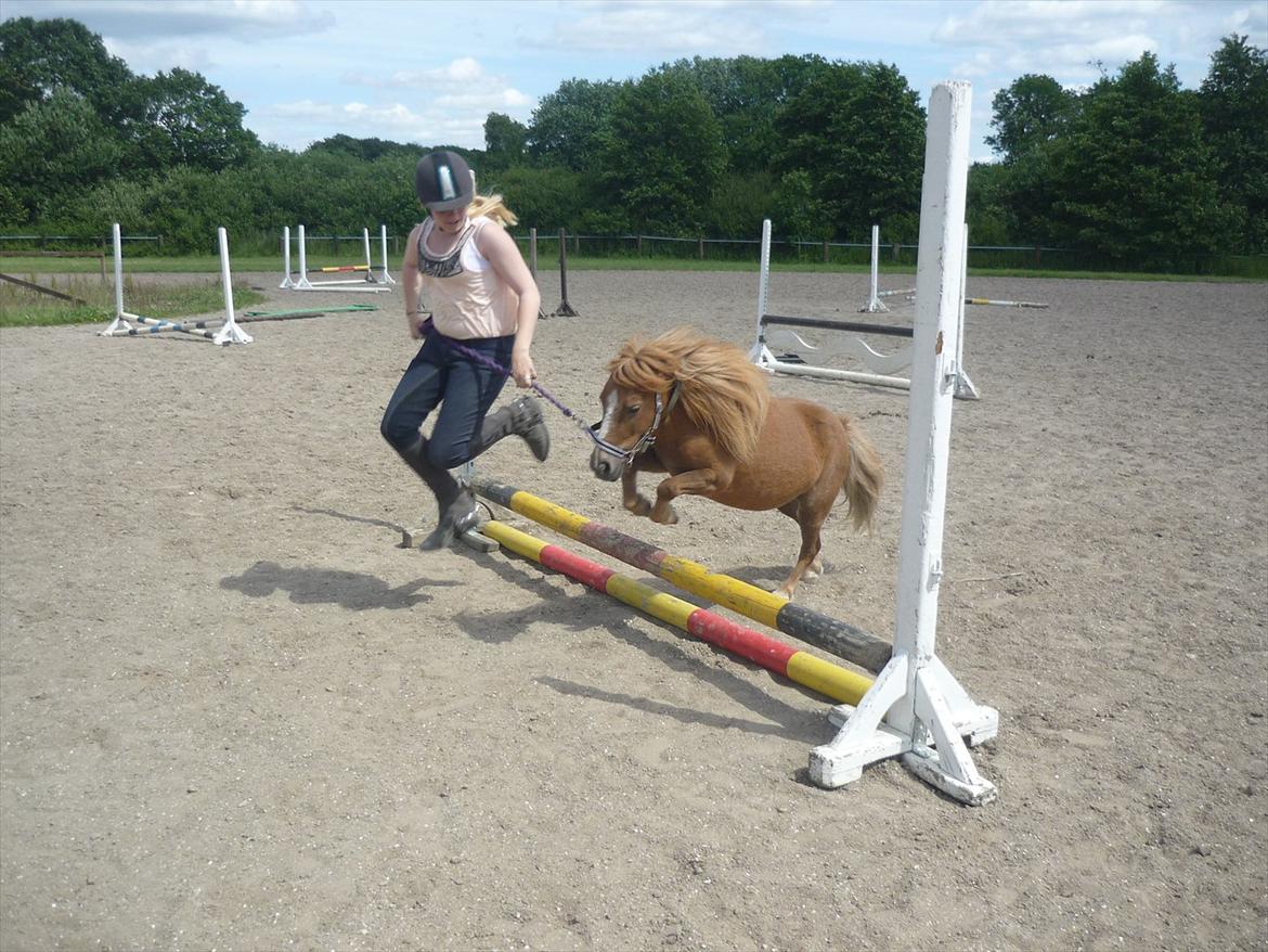 Miniature Wendeline Van Der Wilspedijk - Wendeline og Bianca:) billede 6