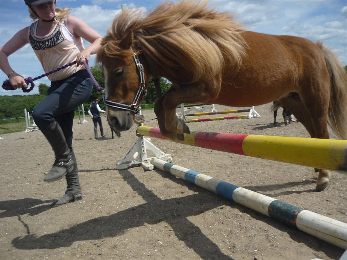 Miniature Wendeline Van Der Wilspedijk - Wendeline og Bianca:) billede 7