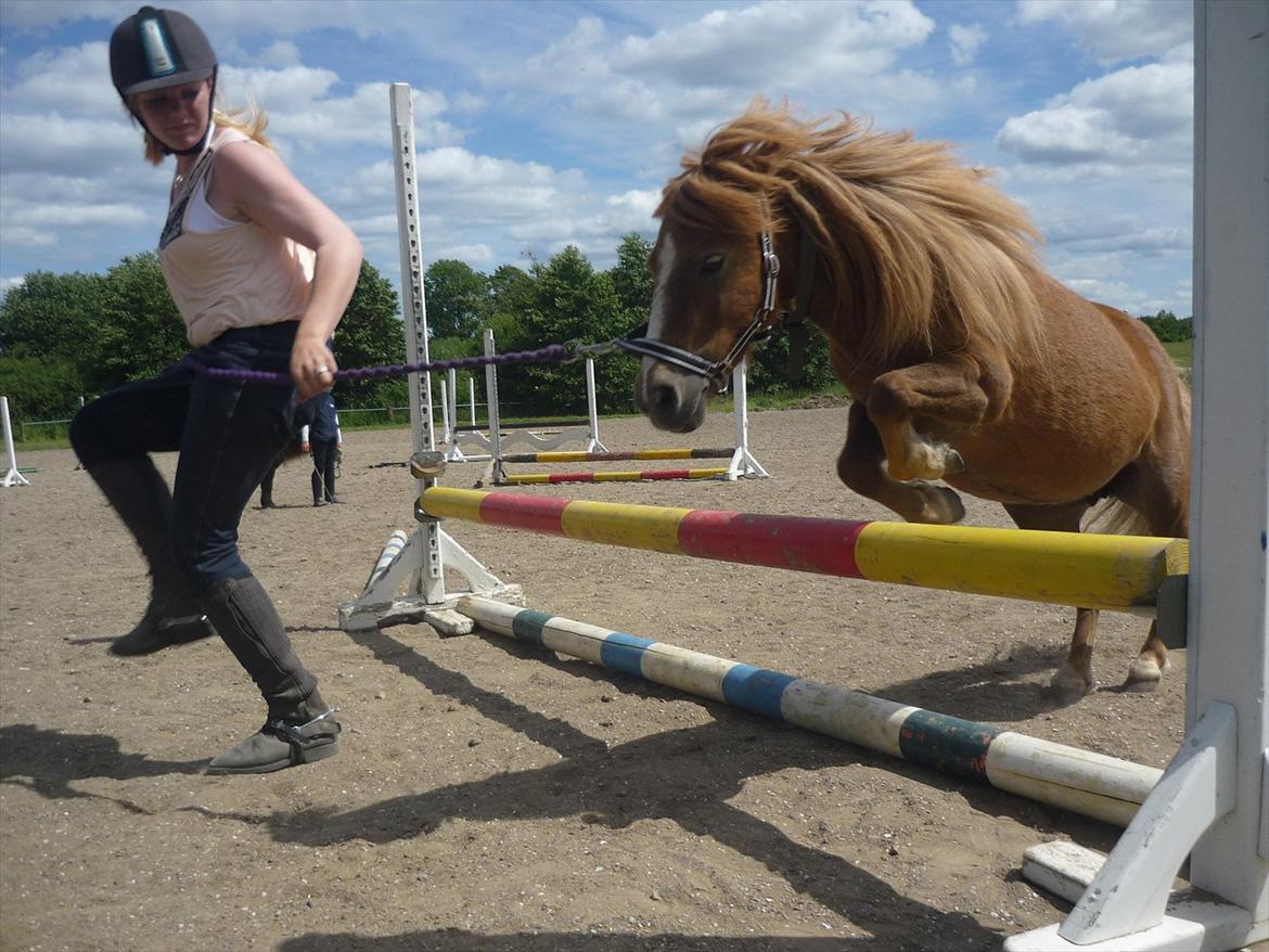Miniature Wendeline Van Der Wilspedijk - Wendeline og Bianca:) billede 8