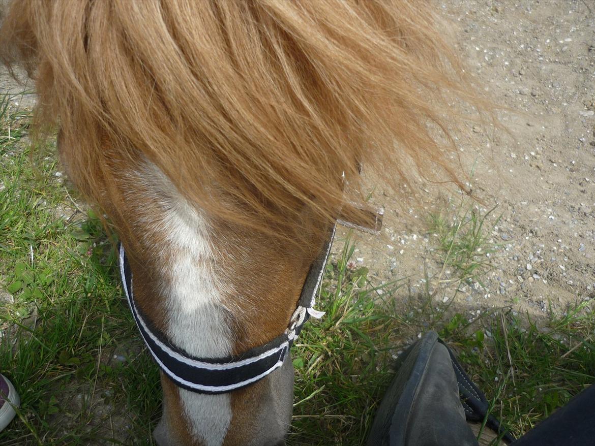 Miniature Wendeline Van Der Wilspedijk billede 9