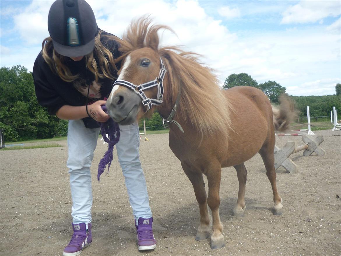 Miniature Wendeline Van Der Wilspedijk - Wendeline og Mig--Ryste:) billede 11