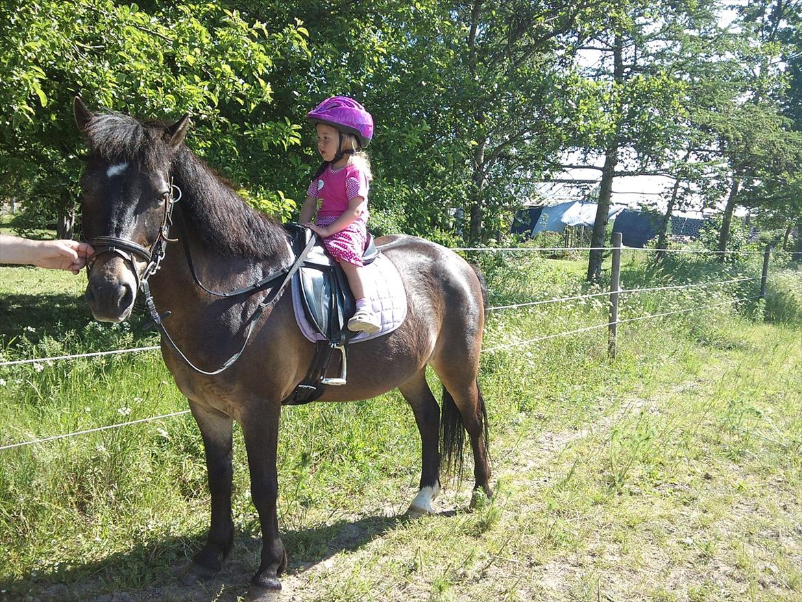 Anden særlig race Hugo billede 3
