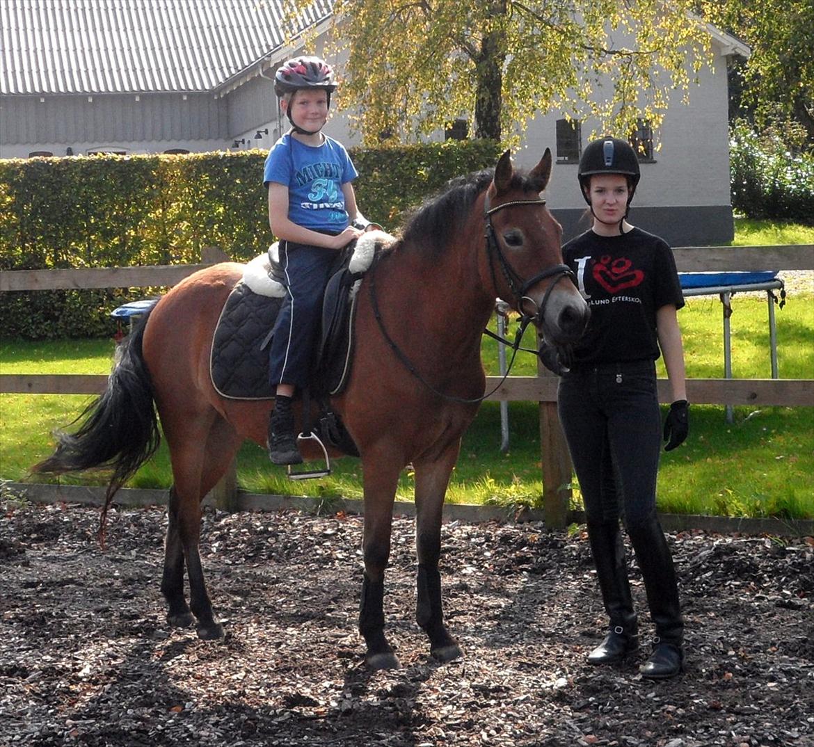 New Forest Langkildehus' Zanzara - Børnepony er hun allerede efter få måneders ridning :-) billede 20