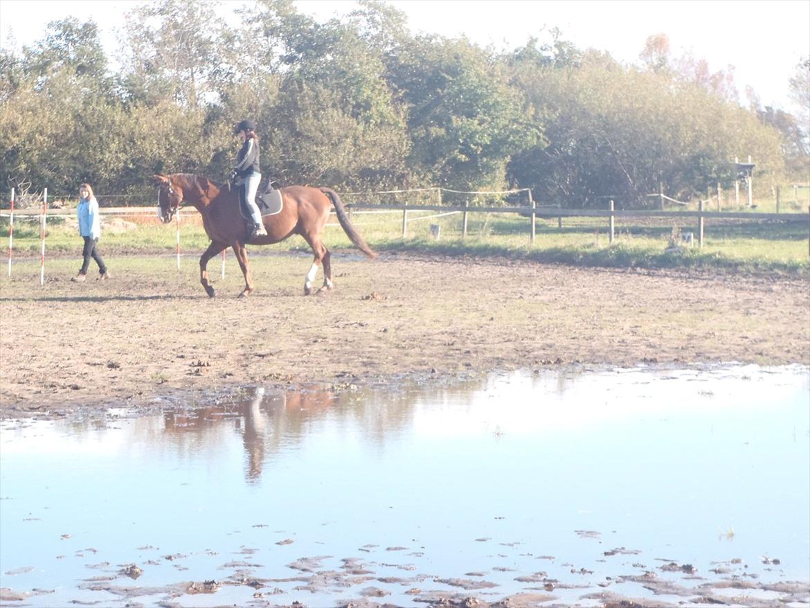 Hannoveraner Nimitz, (Bisnap.) billede 4