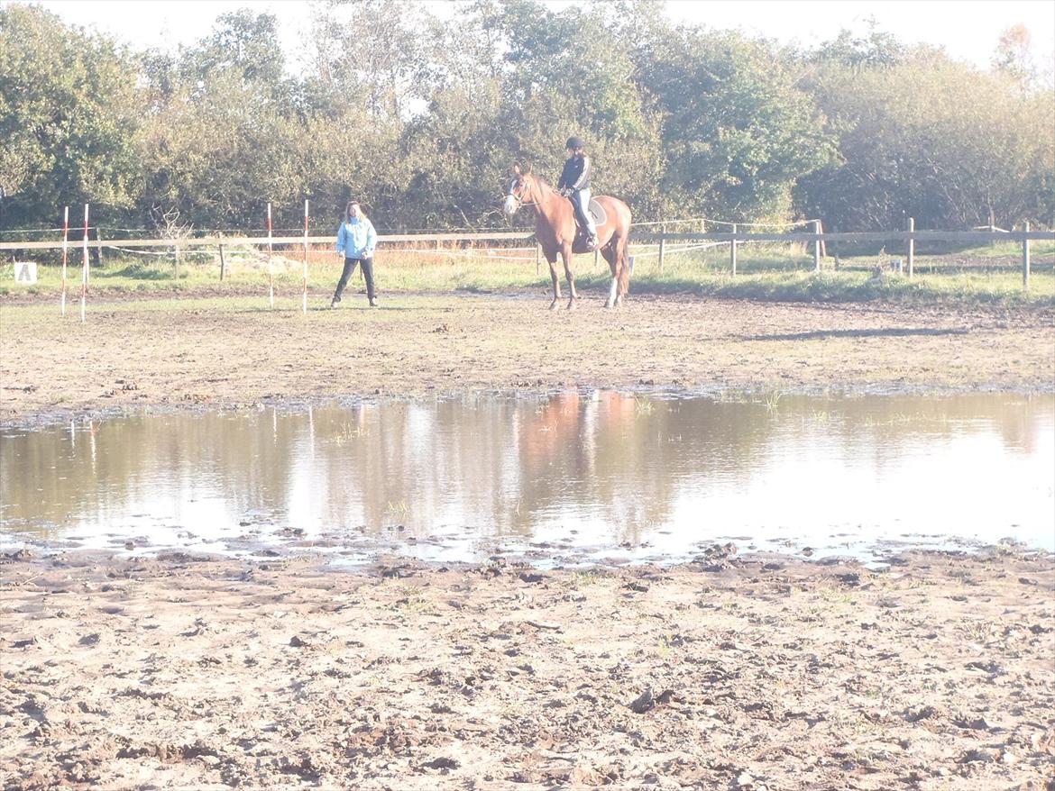 Hannoveraner Nimitz, (Bisnap.) billede 6