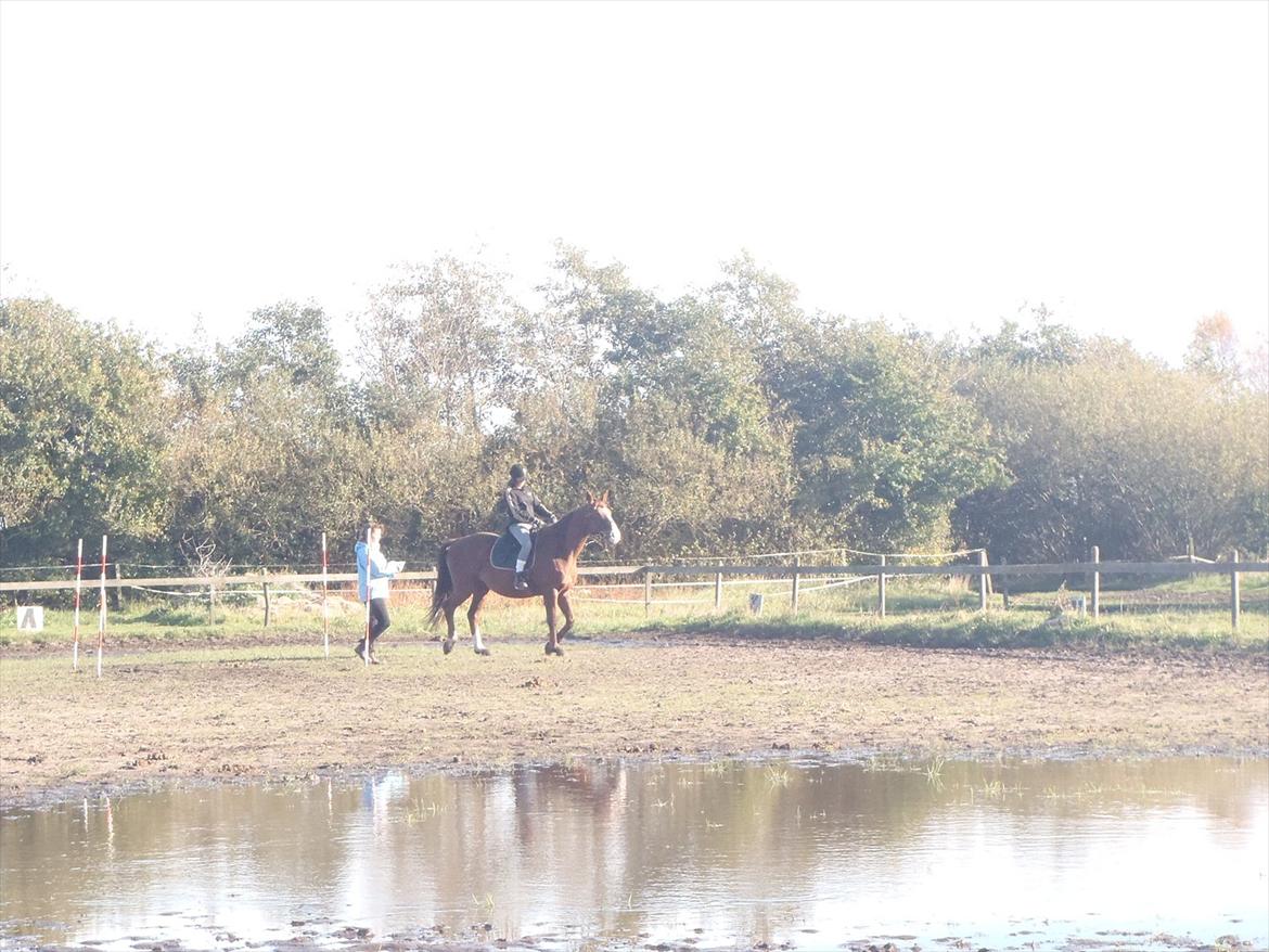 Hannoveraner Nimitz, (Bisnap.) billede 8