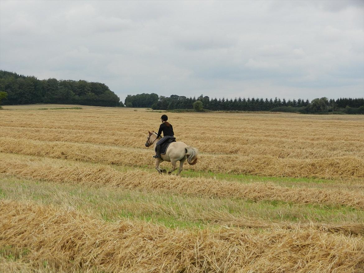 Fjordhest Ronja Kaptain  - NYT! Galop billede på stup marken :) billede 18