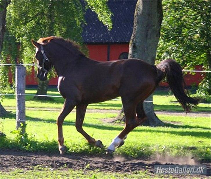 Anden særlig race bounty billede 11