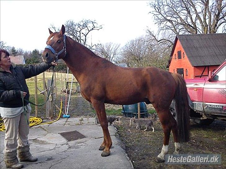 Anden særlig race bounty billede 12