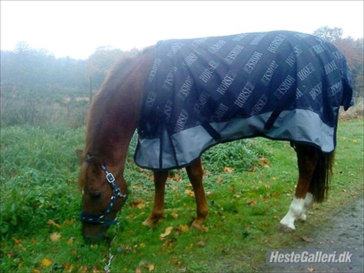 Anden særlig race bounty billede 13