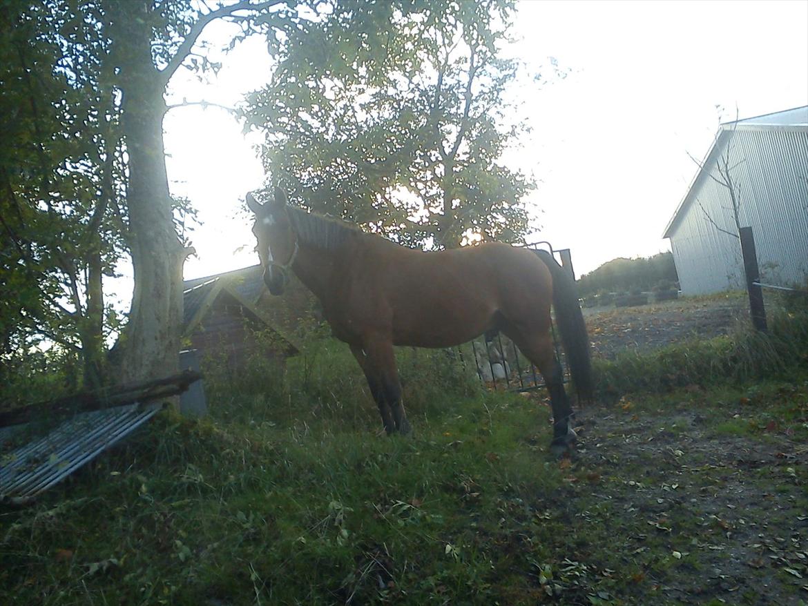 Hannoveraner Luke - Luke der spiser uden for indhegningen billede 1