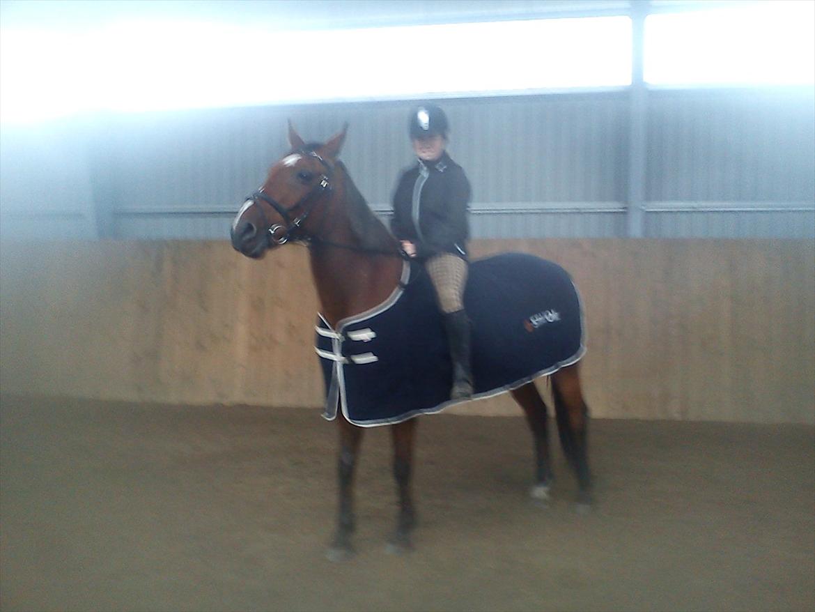 Hannoveraner Luke billede 3