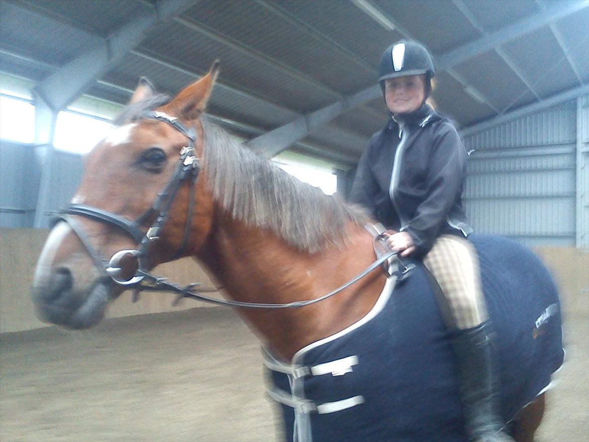 Hannoveraner Luke billede 5