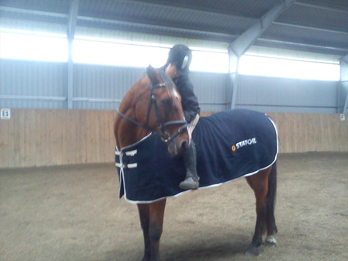 Hannoveraner Luke billede 4