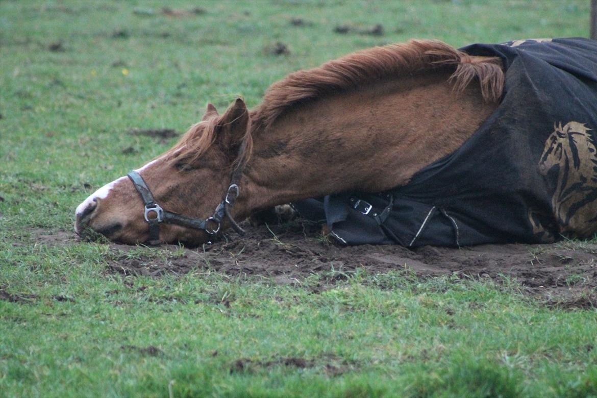 DSP Lejaro Rouge billede 13