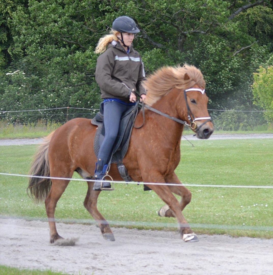 Islænder Sirius Fra Eyrarbakka - NYT! 

Sirius mikrostævnet 6.5 for galop  billede 19