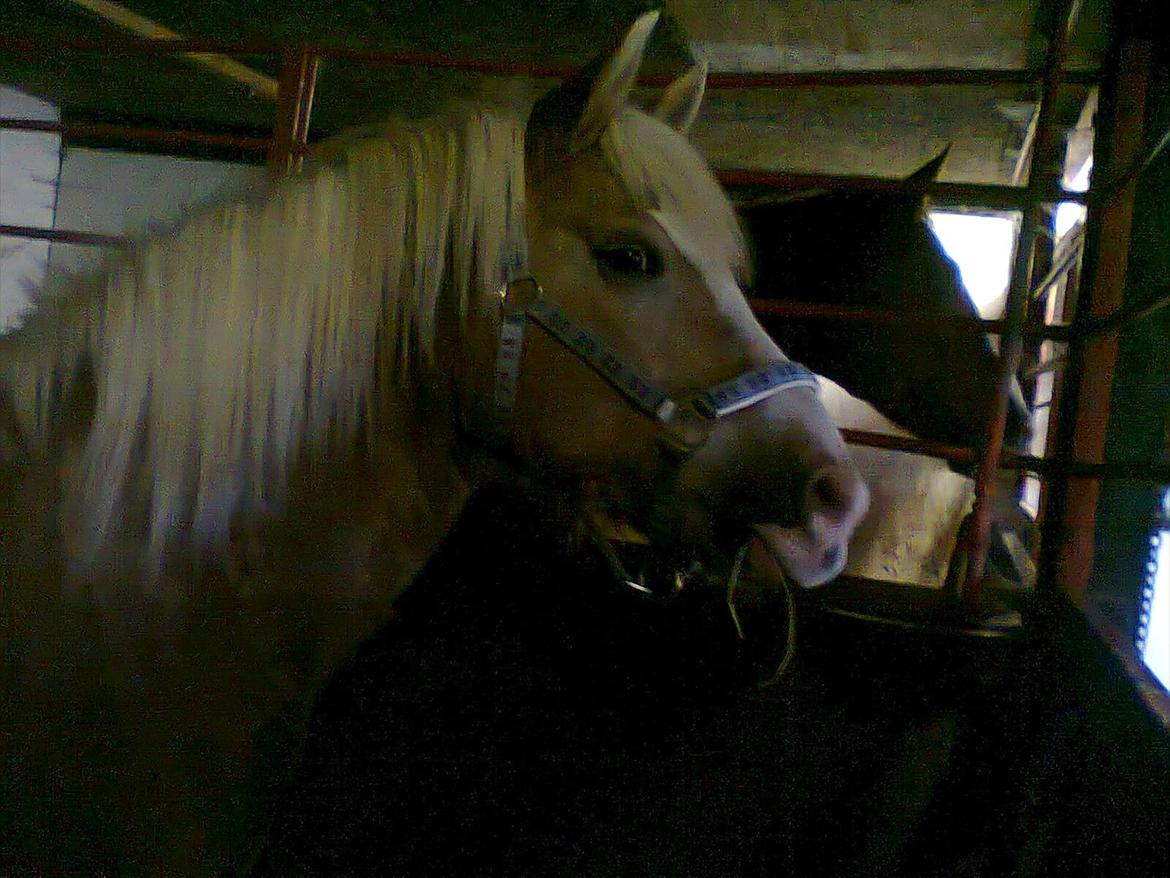 Haflinger Hella billede 7