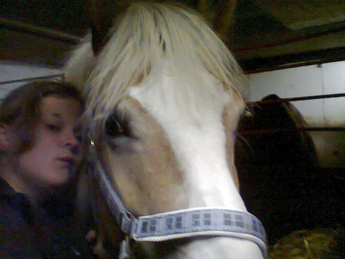 Haflinger Hella billede 8