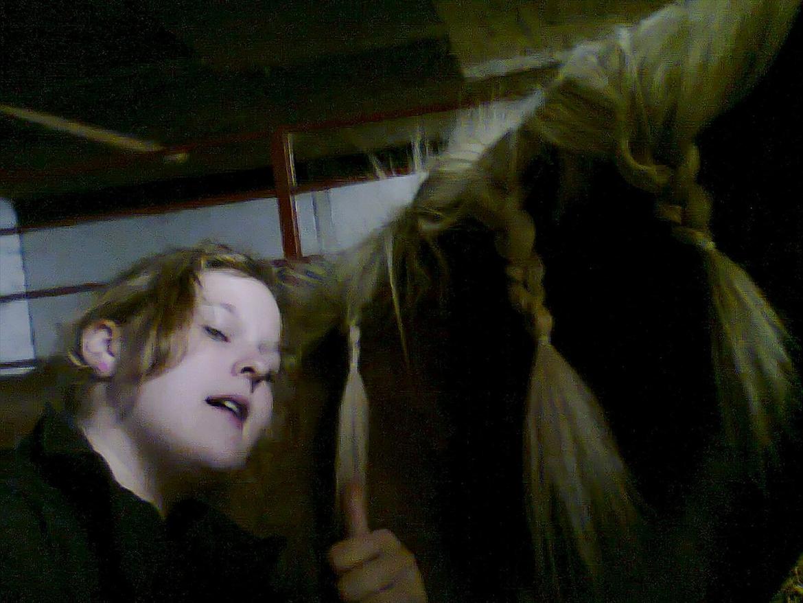 Haflinger Hella billede 9