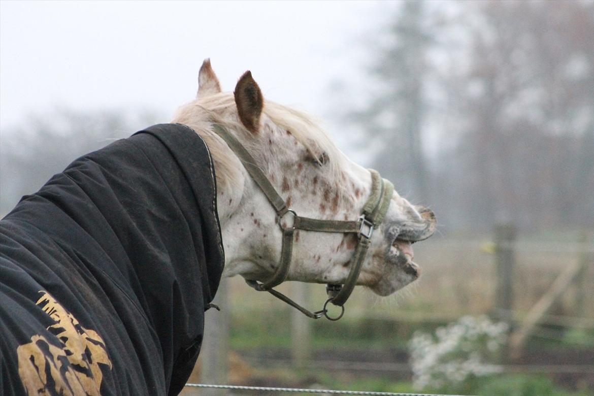 Noriker julius drømmeponyen<3 billede 19