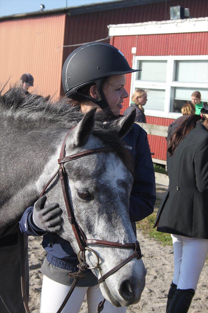 Connemara Bech`s Mallachy solgt billede 16