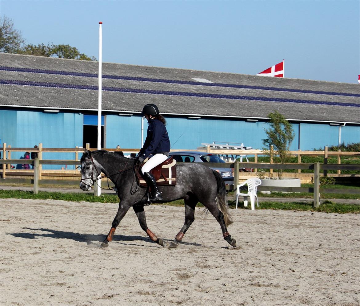 Connemara Bech`s Mallachy solgt billede 17