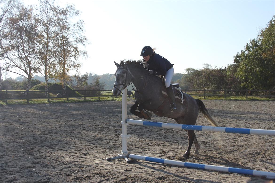 Connemara Bech`s Mallachy solgt billede 18