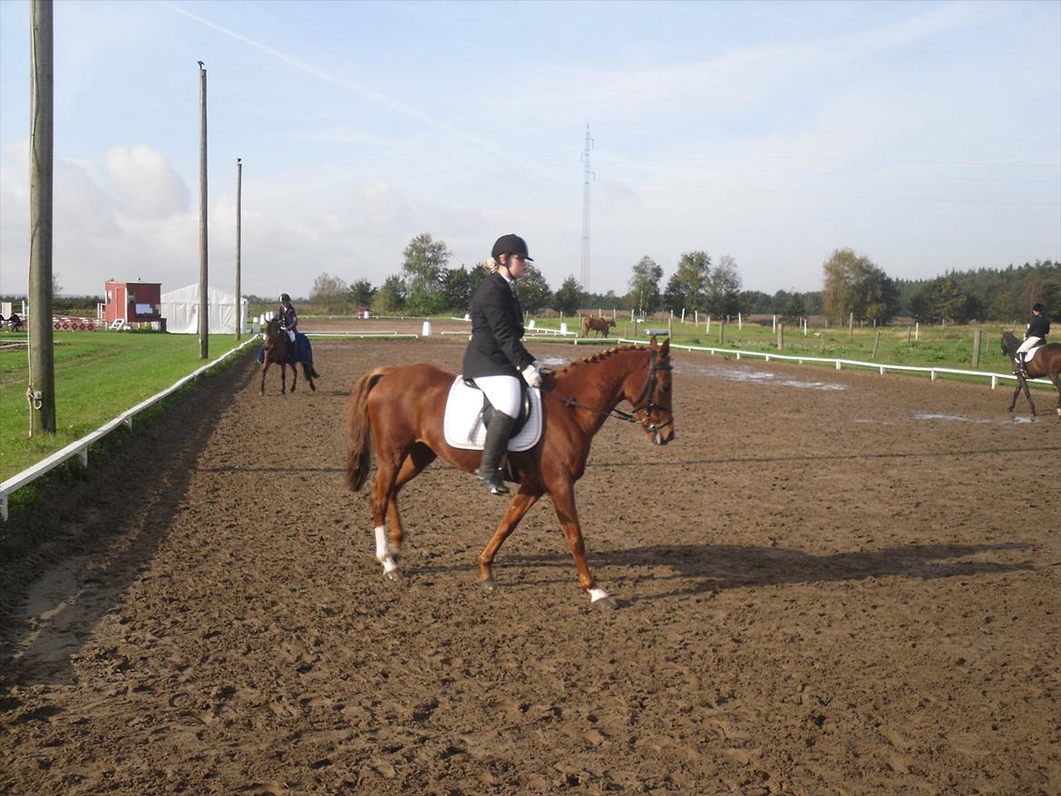 Anden særlig race Lady - Farmlandcup ørsted:) Foto: Min søster Maibritt:) billede 10