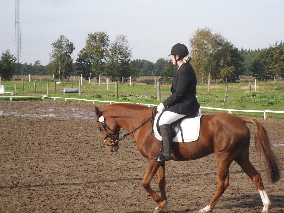 Anden særlig race Lady - du er bare så dejlig mus elsker dig virkelig vi er virkelig noget langt på det sidste og det bliver bare beder og beder:)<3  Framlandcup ørsted:) Foto: Min søster Maibritt<3 billede 12