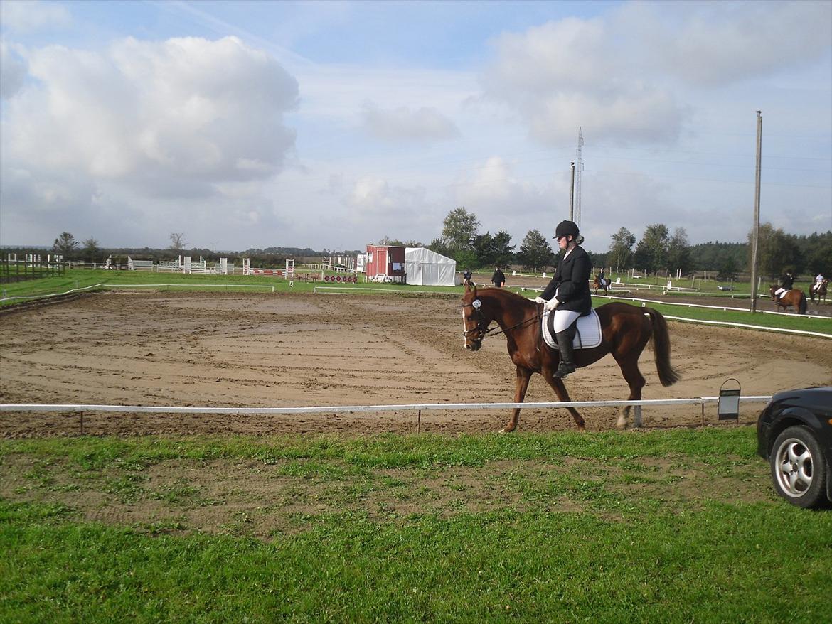 Anden særlig race Lady - farmlandcup ørsted:) foto: min søster Maibritt:) billede 13