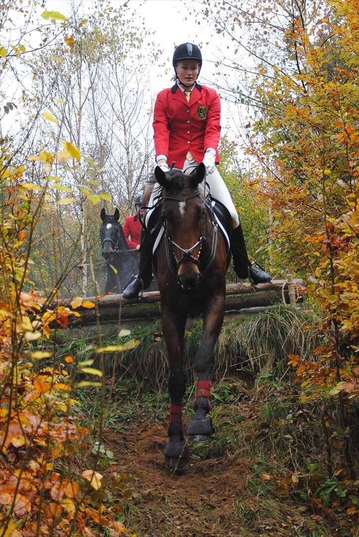 Holstener Møldams Columbus - Hubertusjagt i Langesøskoven 29. oktober 2011 :) dyb landing, som jeg havde ligget søvnløs over i flere uger :) heldigvis tog columbus den rigtig flot :) Foto - Kathrine frosted. billede 15
