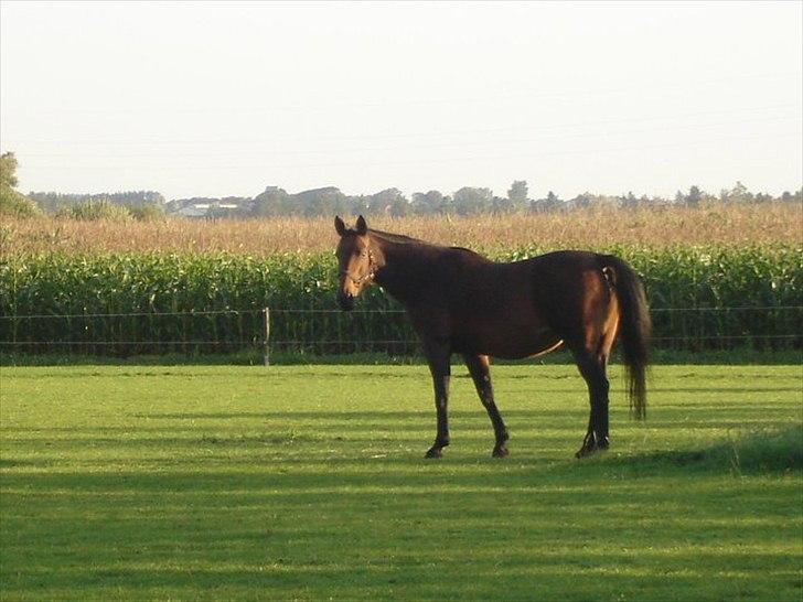 Oldenborg Lillegårdens Ami billede 8