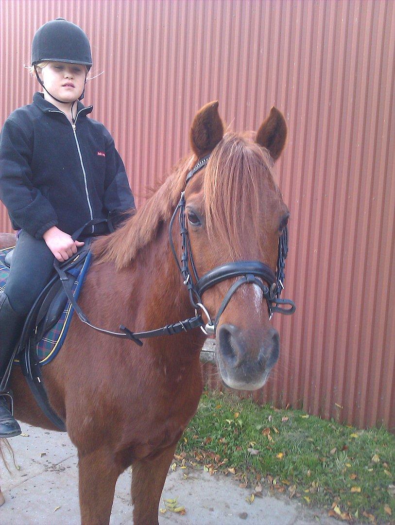 DSP Friis Attila billede 1