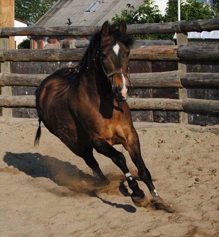 Hollandsk Sportspony Timi - SOLGT - Timi en sommerdag:-)
Billedet er taget af: Sofie Knærkegaard:-)<3 billede 2