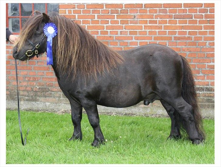 Shetlænder Bakkens Makalu billede 1