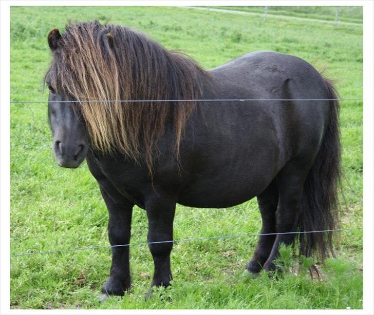 Shetlænder Bakkens Makalu billede 2