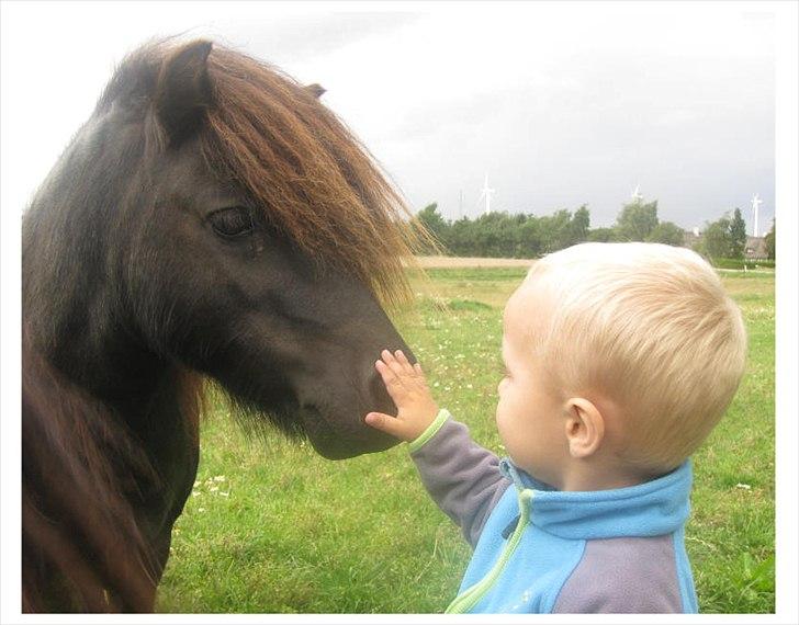 Shetlænder Bakkens Makalu billede 3