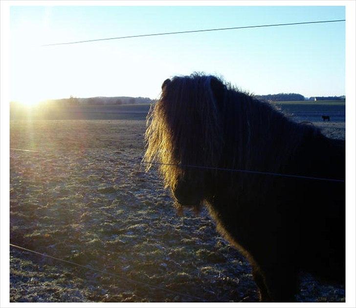Shetlænder Bakkens Makalu billede 4